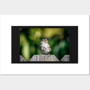 White-crowned sparrow Posters and Art